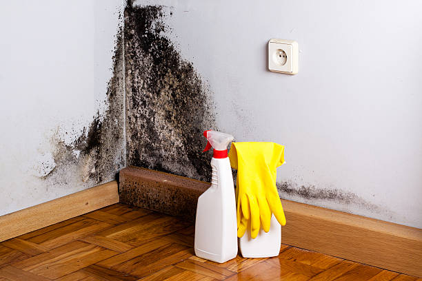 Best Black Mold Removal  in USA